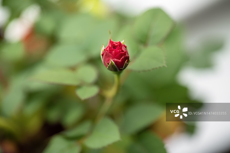 玫瑰花蕾图片素材