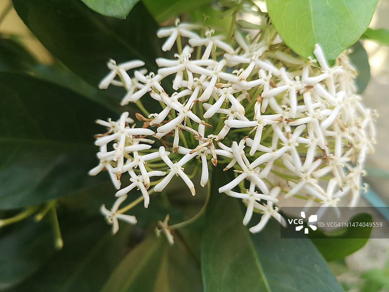 白色龙船花图片素材