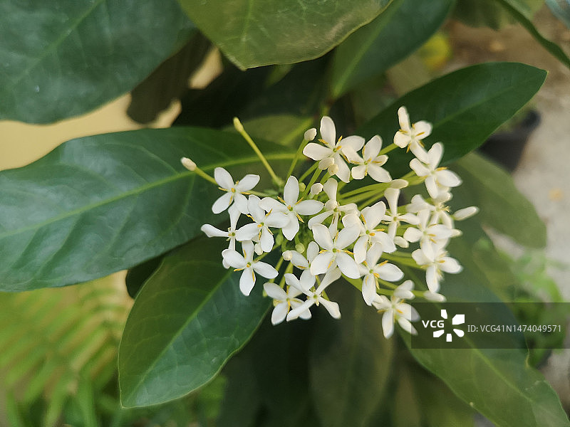 白色龙船花图片素材