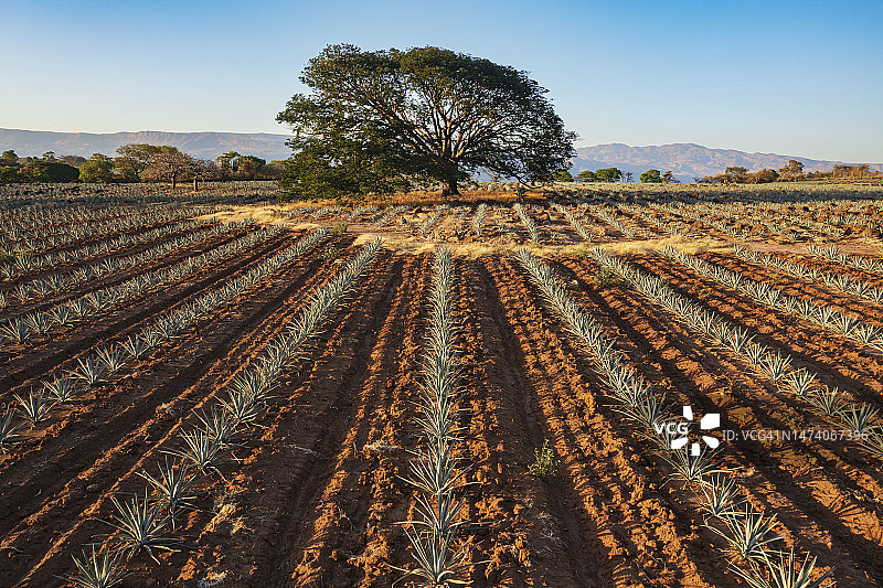 龙舌兰田野和孤树图片素材