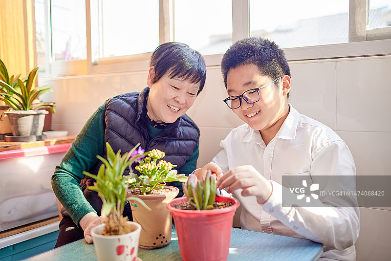 祖母教孙子在窗边修剪植物图片素材