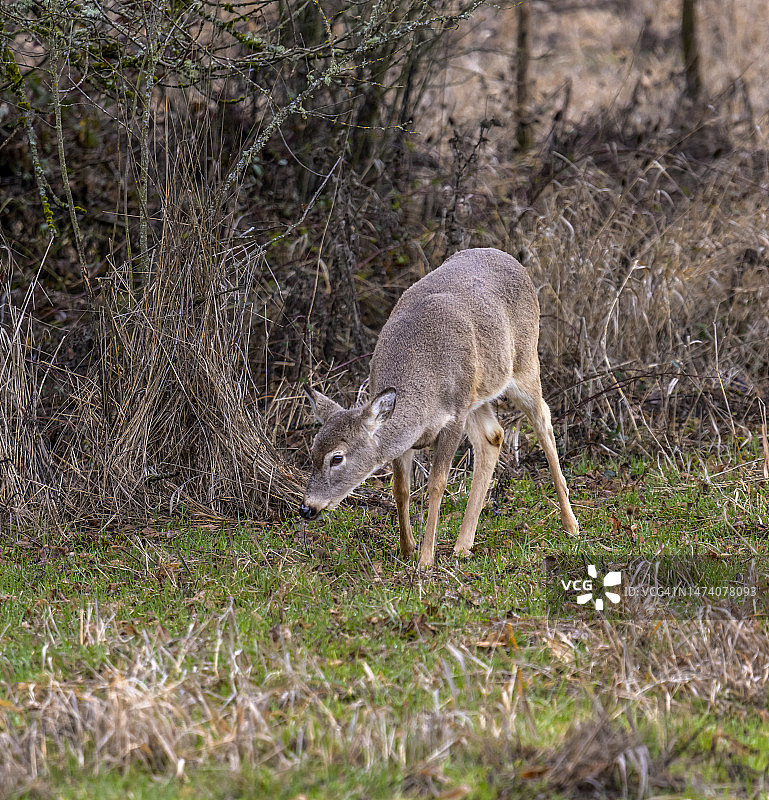 哥伦比亚白尾鹿 - Ridgefield NWR 001图片素材