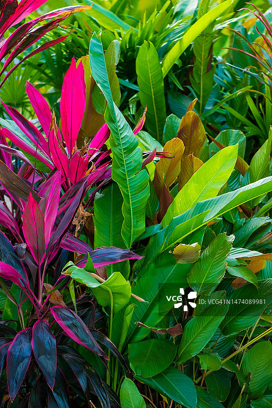 热带雨林花园的灌木植物（蕨类、棕榈、喜林芋和热带植物叶子），具有许多不同类型和绿色叶子，自然图案，森林背景框架图片素材