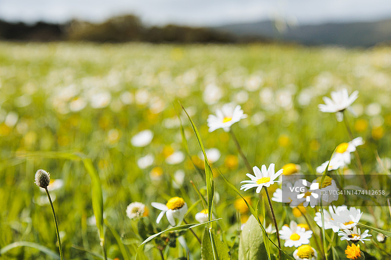 春日阳光明媚的盛开高山草甸图片素材