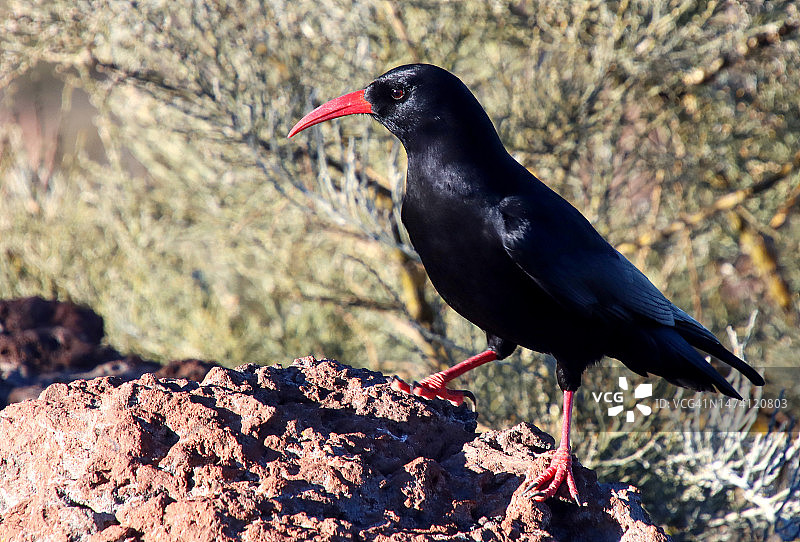 红嘴山鸦图片素材