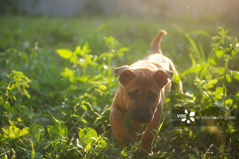 棕色小狗玩耍，快乐。泰国脊背犬。用于治疗的犬类。图片素材
