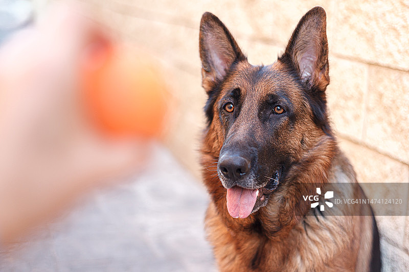一只可爱的德国牧羊犬在户外抬头看着球图片素材