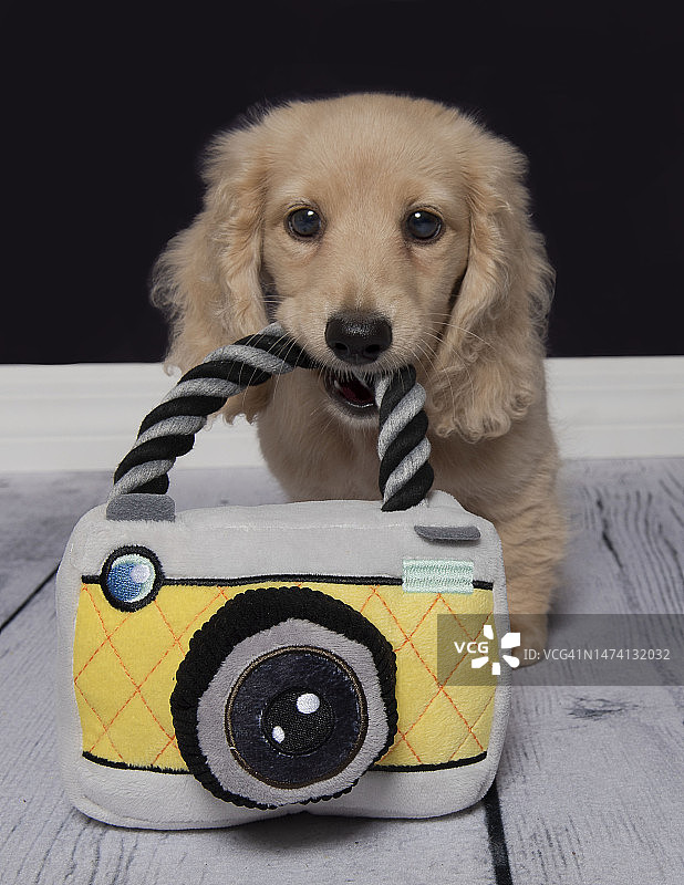 长毛腊肠犬幼犬图片素材