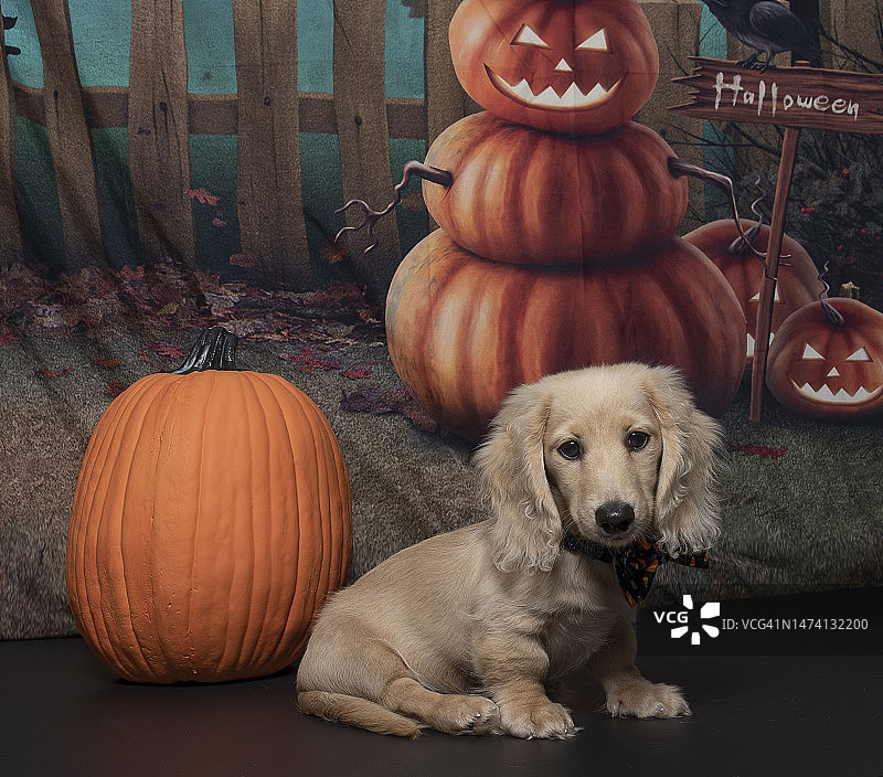 长毛腊肠犬幼犬图片素材