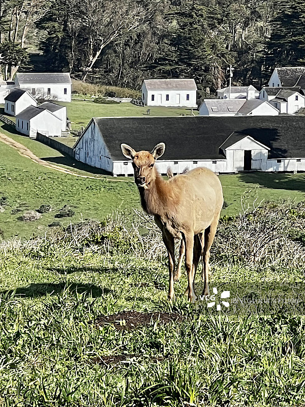 图莱麋鹿保护区，托马莱斯角，因弗内斯，加利福尼亚州图片素材