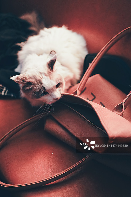 布偶猫幼猫 - Coco图片素材