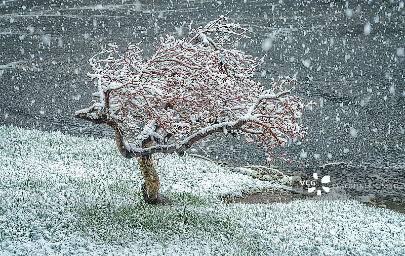 四月暴风雪中的日本枫树图片素材