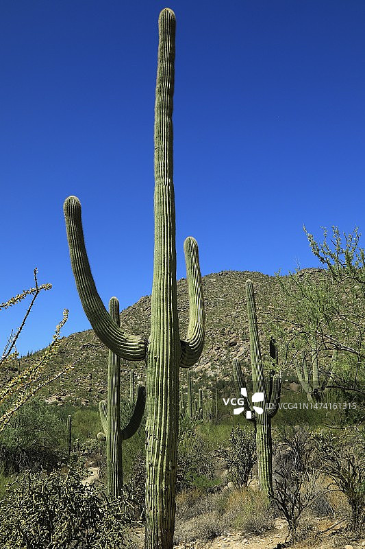 巨型仙人掌西南沙漠景观图片素材