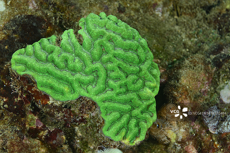 圆形脑珊瑚图片素材