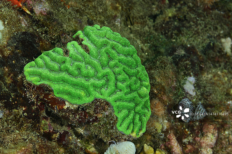 圆形脑珊瑚图片素材