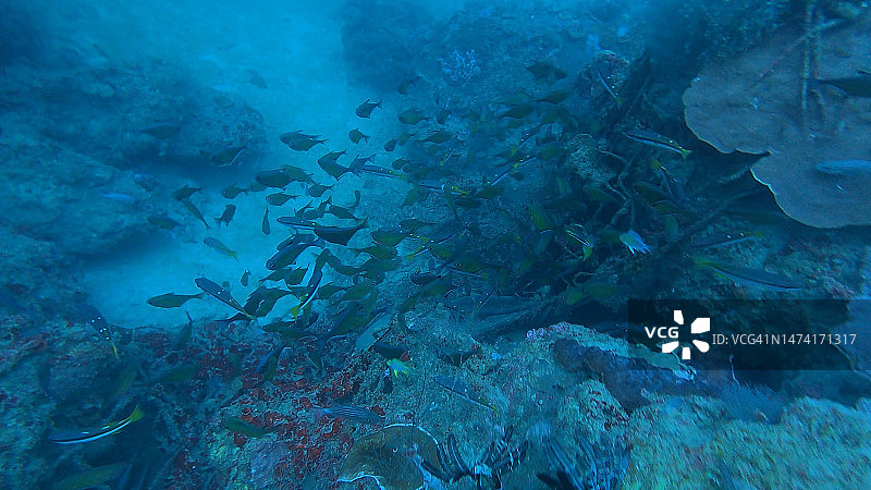 马来西亚沙巴州亚庇，海中游动的鱼群特写图片素材