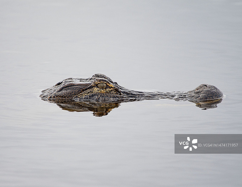 水中的鳄鱼头图片素材