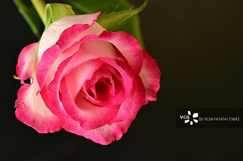 美丽的玫瑰花特写，塞尔维亚图片素材