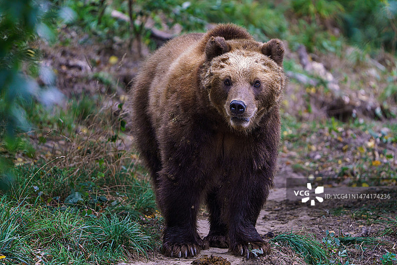 捷克森林中的堪察加棕熊图片素材