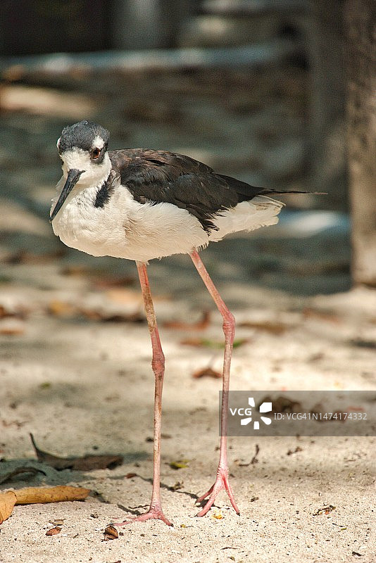 哥伦比亚罗萨里奥群岛，沙滩上黑色栖息物特写图片素材