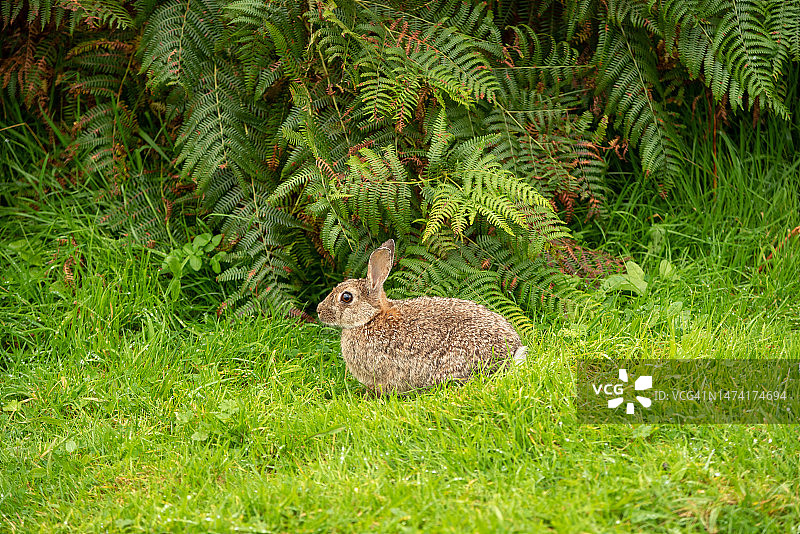 英国奥古斯都堡草地棉尾兔俯视图图片素材