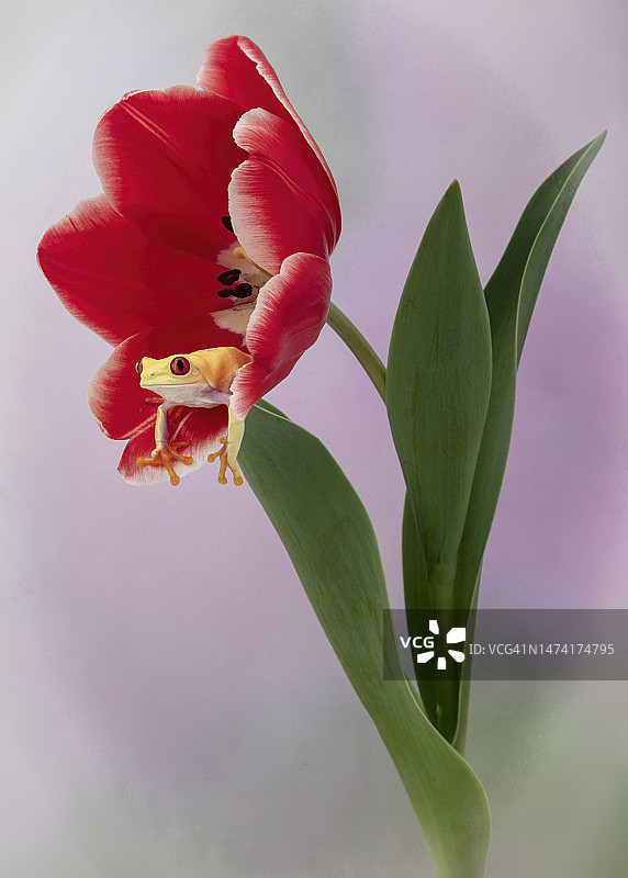 佐治亚州广州的红色郁金香上的白化红眼树蛙图片素材