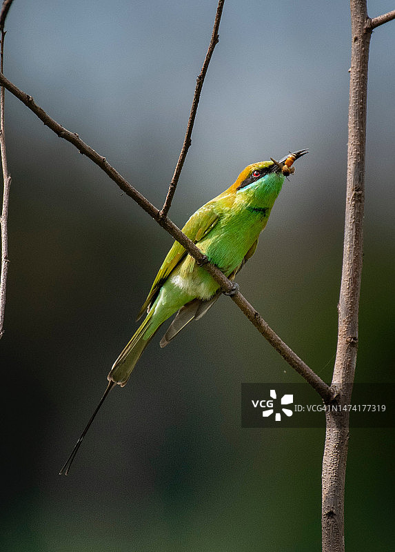 印度尼西亚树枝上的蜜蜂特写图片素材