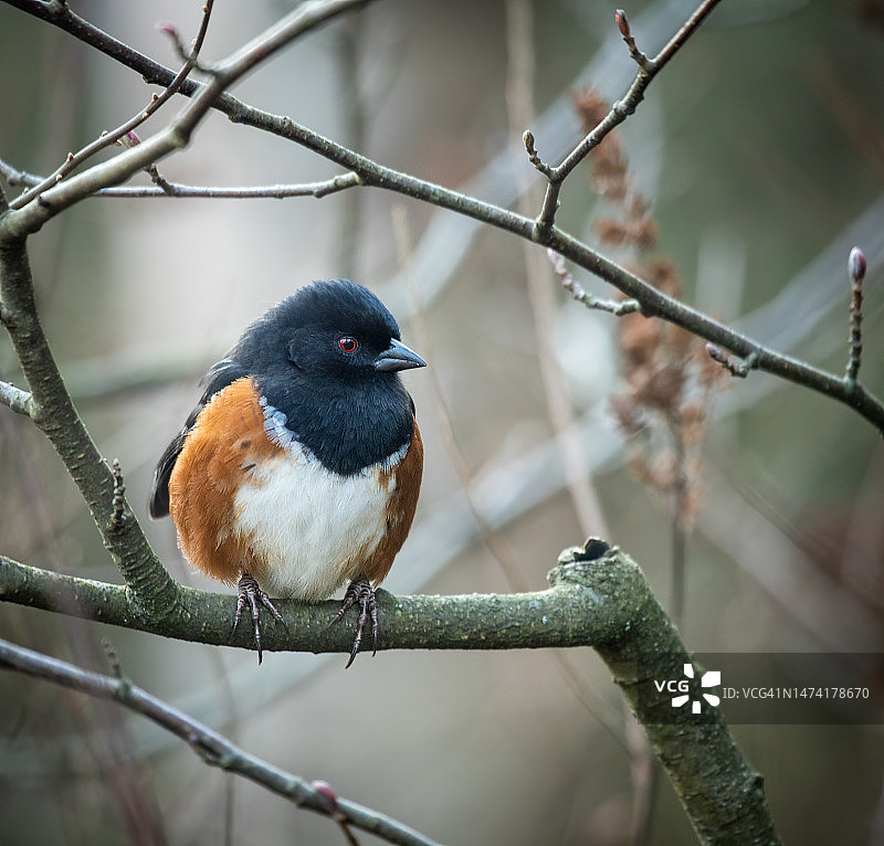 斑点锡雀图片素材