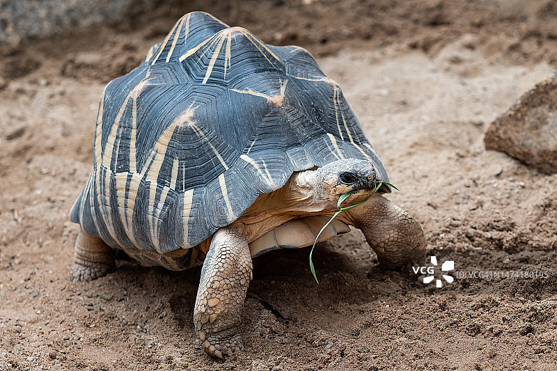 辐纹陆龟在地面行走，辐纹陆龟，捷克共和国图片素材