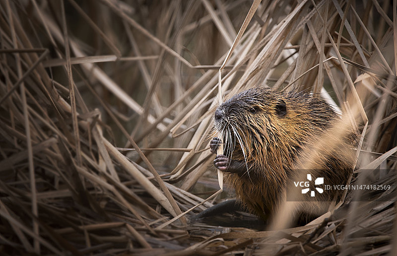 斯洛伐克：近距离拍摄植物上的河狸鼠图片素材