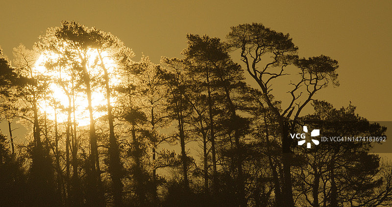 阳光穿过森林图片素材