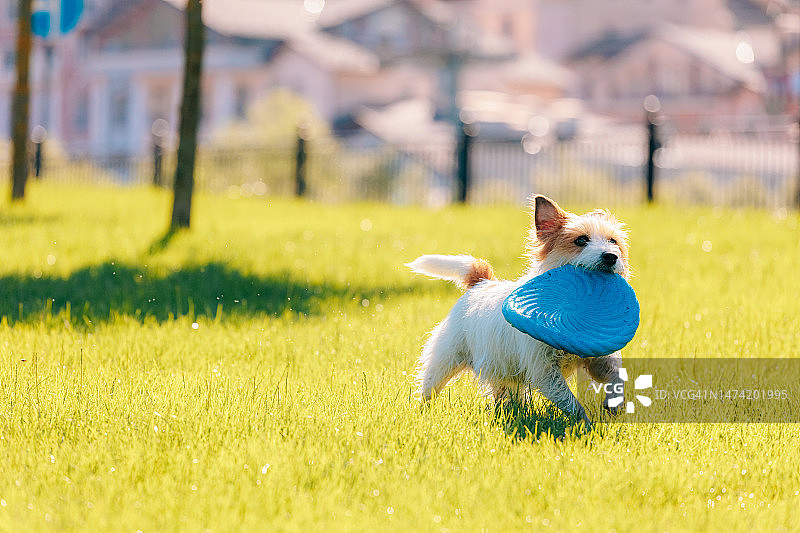 杰克罗素梗犬在阳光明媚的草坪上玩飞盘图片素材