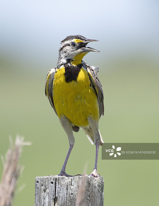 栖息在篱笆柱上的草地鹨图片素材