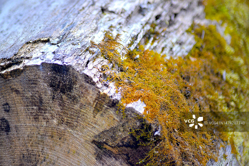 树干上的苔藓图片素材