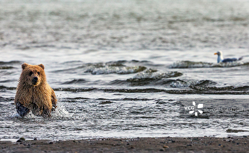 海浪中嬉戏图片素材