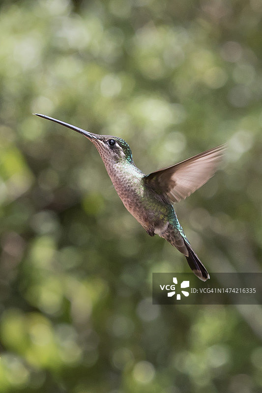 飞翔中的蜂鸟图片素材