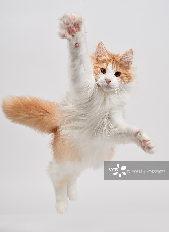 跳向镜头的年轻挪威森林猫图片素材