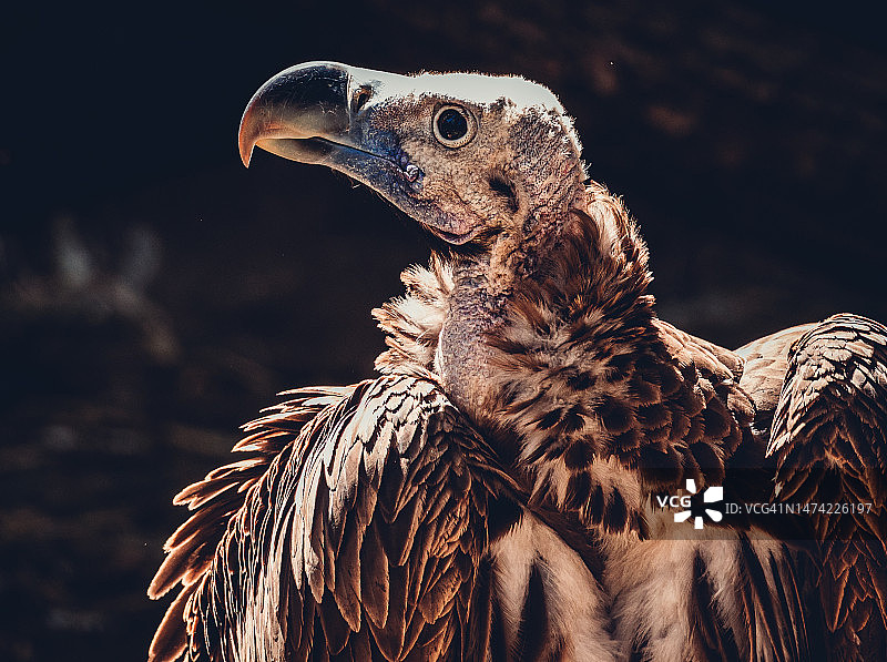 阳光下的兀鹫特写图片素材