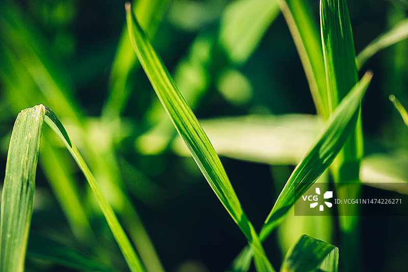 绿色草地特写图片素材