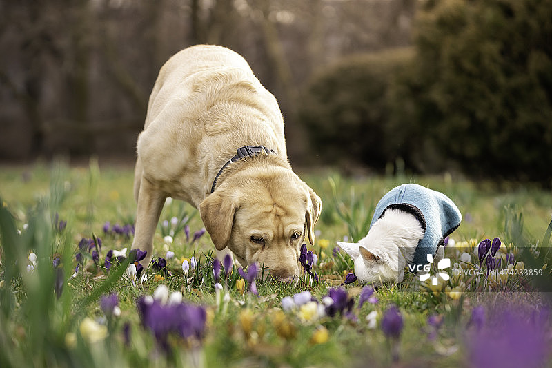 花丛中嗅闻的两只狗图片素材