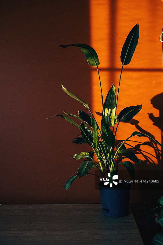 桃色墙壁白色花盆中的蔓绿绒，阴影和留白图片素材