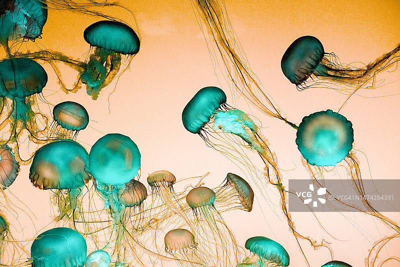 漂浮的水母图片素材