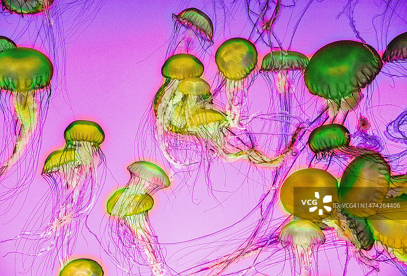 漂浮的水母图片素材