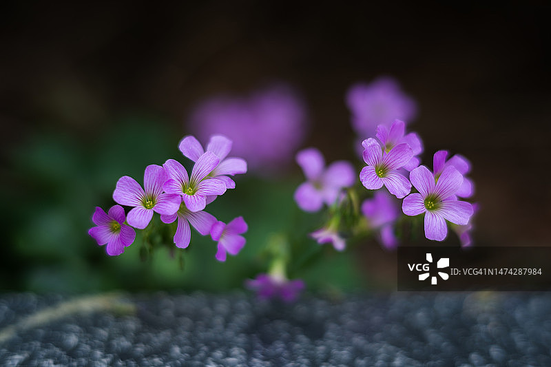 美丽的春季野花，粉色酢浆草图片素材