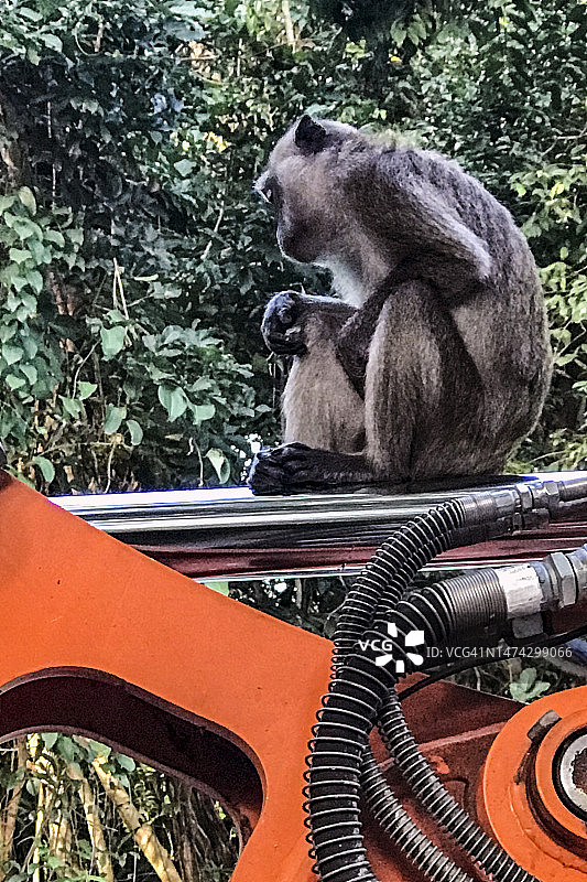 新加坡长尾猕猴图片素材