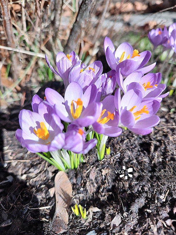 花园里早期的番红花，春天图片素材