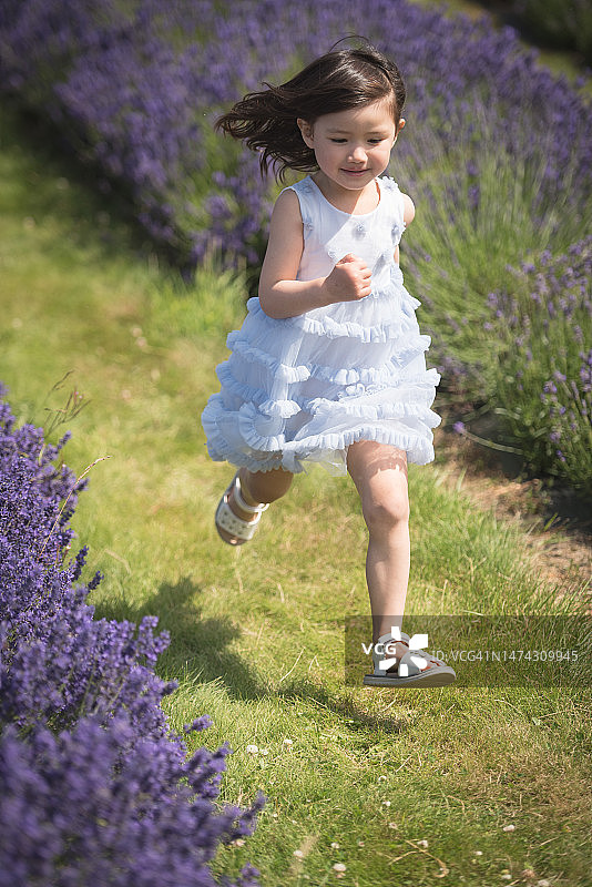 在英国金罗斯，晴朗夏日里，小女孩穿着蓝色连衣裙和白色凉鞋在薰衣草田中奔跑图片素材