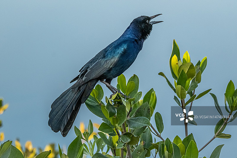 船尾拟八哥图片素材