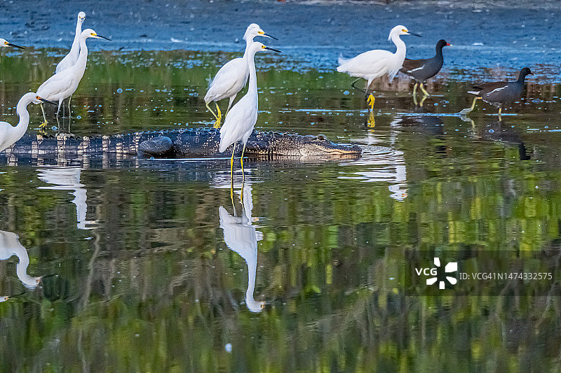 美国鳄鱼图片素材