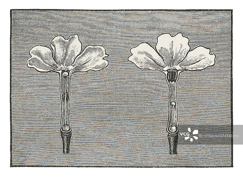 报春花植物学古版画插图：雌性和雄性花朵剖面图图片素材